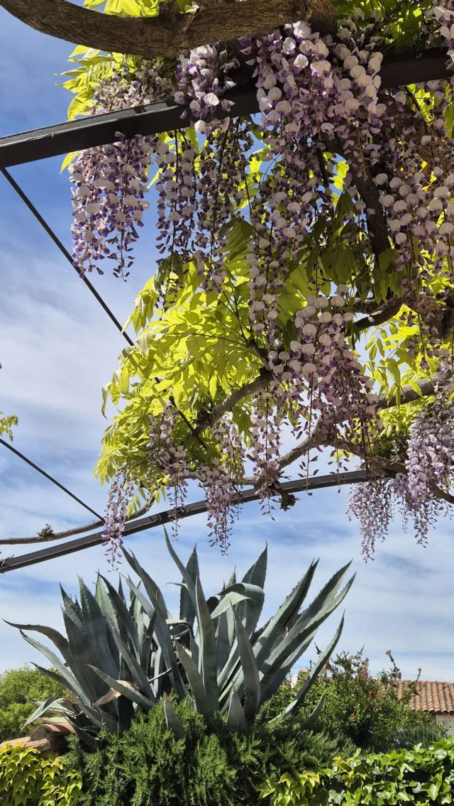 ✨ La vie à Aix, c’est… 

🌿 Respirer l’élégance en toute simplicité : entre bastides centenaires, ruelles pavées et fontaines à chaque coin de rue, la beauté est partout, mais jamais ostentatoire.

☀️ Vivre avec le soleil comme colocataire : 300 jours de lumière par an, des petits-déj en terrasse et des soirées douces au chant des cigales.

🎨 Se nourrir de culture au quotidien : musées, galeries, opéra, festival de piano… Ici, la culture ne se consomme pas, elle se vit.

🥖 Faire ses courses comme un art de vivre : marchés colorés, producteurs locaux, huile d’olive, calissons… La gourmandise est une fierté locale.

🍷 S’évader sans partir loin : vignobles, montagne Sainte-Victoire, Luberon, Calanques… Le luxe d’une nature accessible, sauvage et généreuse.

🏡 Trouver un coin de paradis : entre hôtels particuliers, maisons de village ou villas dans la pinède… L’immobilier ici, c’est le Sud avec style.

👉 Aix, ce n’est pas juste une ville, c’est une manière de vivre. Et si vous posiez vos valises ? Avec notre chasseuse sur place, visitez depuis votre fauteuil et laissez-nous dénicher votre pépite !

•

•

#immobilier #immo #immobilierdeluxe #maison
#appart #chasseurimmobilier
#investissementimmobilier 
#appartementalouer #appartementparisien 
#aesthetic #aesthetichome #aesthetichomedecor
#interieurdeco #atteindresesobjectif #expat #expatlife